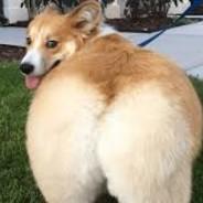 corgi butt's - Steam avatar