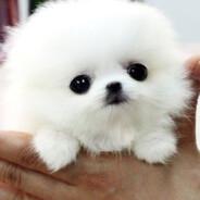hamo's Stream profile image