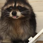 TrashPanda's - Steam avatar