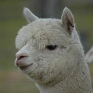 Alpaca's - Steam avatar