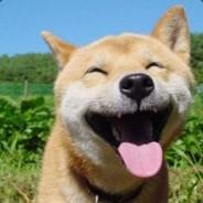 Little Dog's - Steam avatar