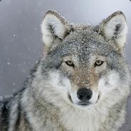 ImagineWolf's Stream profile image