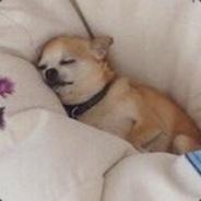 [SALT] BMeister's - Steam avatar