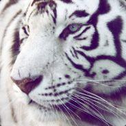 White Tiger's Stream profile image