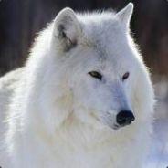 Dark Wolf King's Stream profile image