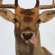 Harsh Deer's Stream profile image