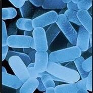 Lactobacillus's - Steam avatar