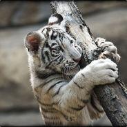 Whitetiger008's Stream profile image