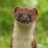 Weasel's Stream profile image