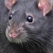 A Black Rat's - Steam avatar