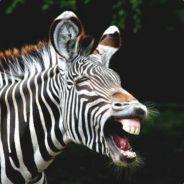 PermittedZebra's - Steam avatar