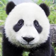 pNdbxD's Stream profile image
