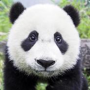 Panda-byxanda's Stream profile image