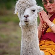 Dalai Llama's Stream profile image