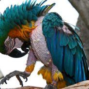 ein_papagei's - Steam avatar