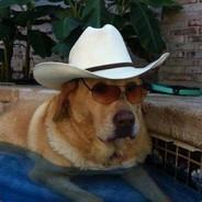 Texan Dog's - Steam avatar