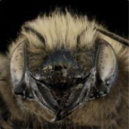 Hivemind's - Steam avatar