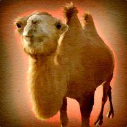 Camel's Stream profile image