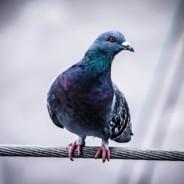 pigeontoutdoux's Stream profile image