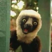 Zoboomafoo's Stream profile image