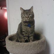 thedestroyer19's Stream profile image