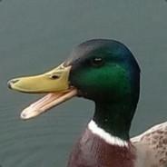 Houževnatý Kačer's - Steam avatar