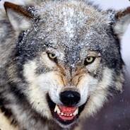 wolffynl's Stream profile image