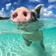 LazyBeachPig's - Steam avatar