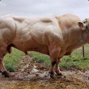 blue bulls's Stream profile image