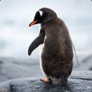 Rick's - Steam avatar