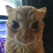 GatitoDios's Stream profile image