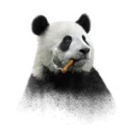 iL Panda's - Steam avatar