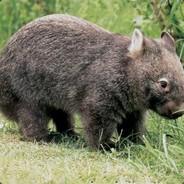 Wombat's Stream profile image