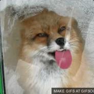 GGino's - Steam avatar