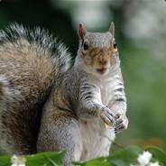 A Damn Squirrel's Stream profile image