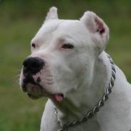 Bad dog's Stream profile image