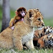 Rawwwwwr's - Steam avatar