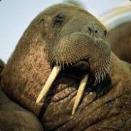 OG Mudbone's - Steam avatar