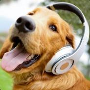 Blondenführhund's Stream profile image