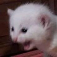 El Samu's Stream profile image