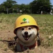 楊4J's Stream profile image