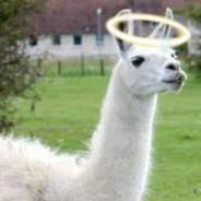 llama sama's Stream profile image