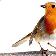 hombre pajaro's Stream profile image