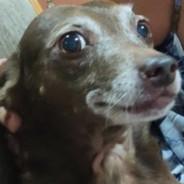Chala's Stream profile image