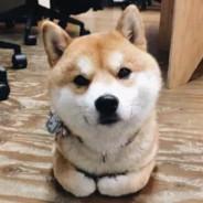 Lil Yu's Stream profile image