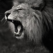 Vortigen's - Steam avatar