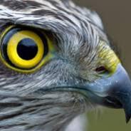 THE BLACKSEA GOSHAWK's - Steam avatar