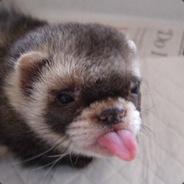 Llewelyn's Stream profile image