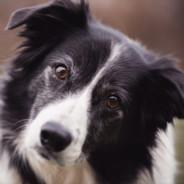 Collie's - Steam avatar