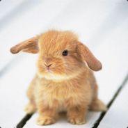 Kiwi's Stream profile image